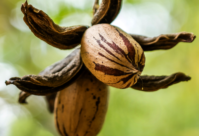 Pecan with husk