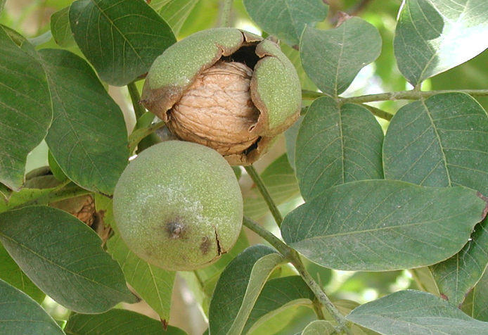 Walnut in hull on tree