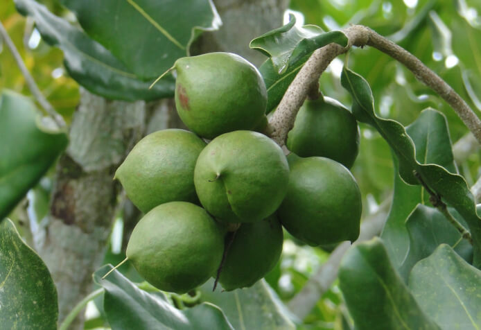 Macadamias in hulls on tree