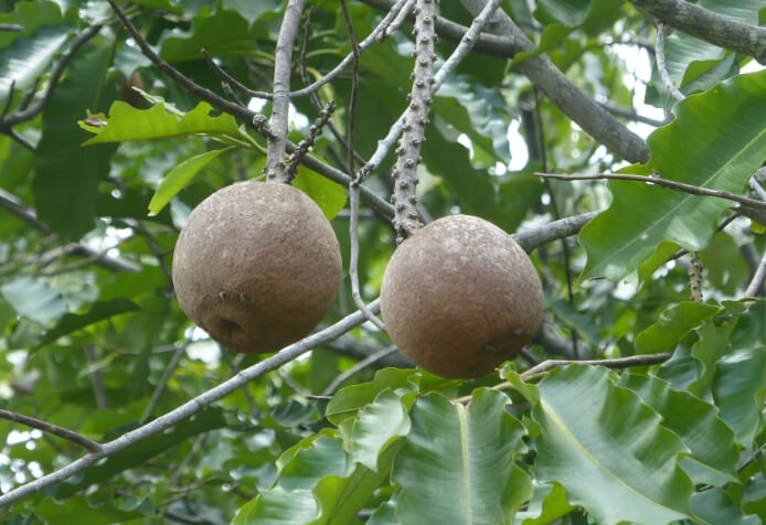 Brazil nut seed capsule