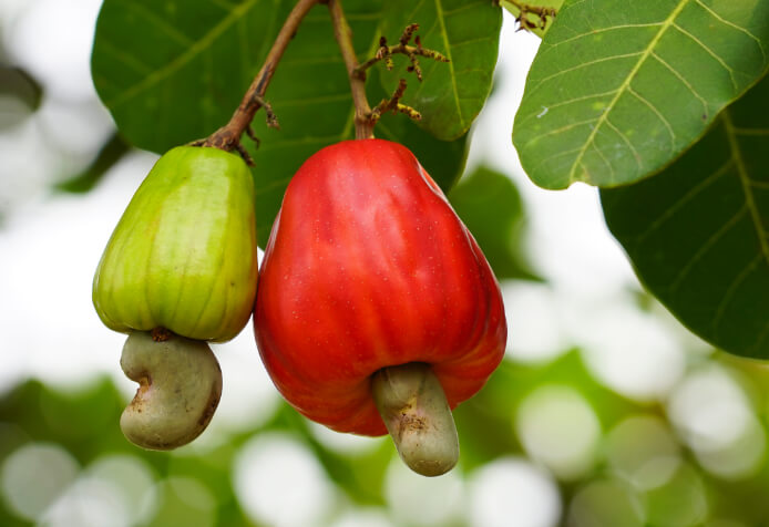 Cashew apples on tree