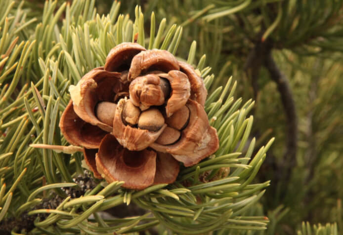 Pine cone flowered open